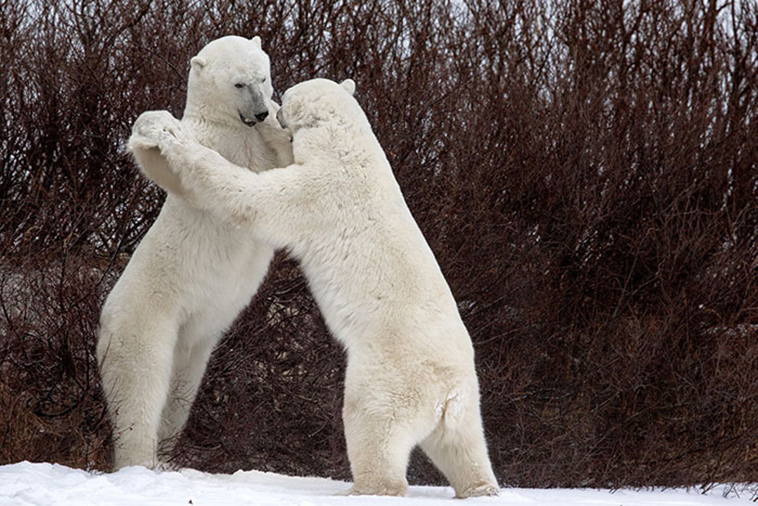 funny animals pics comedy-wildlife photography awards