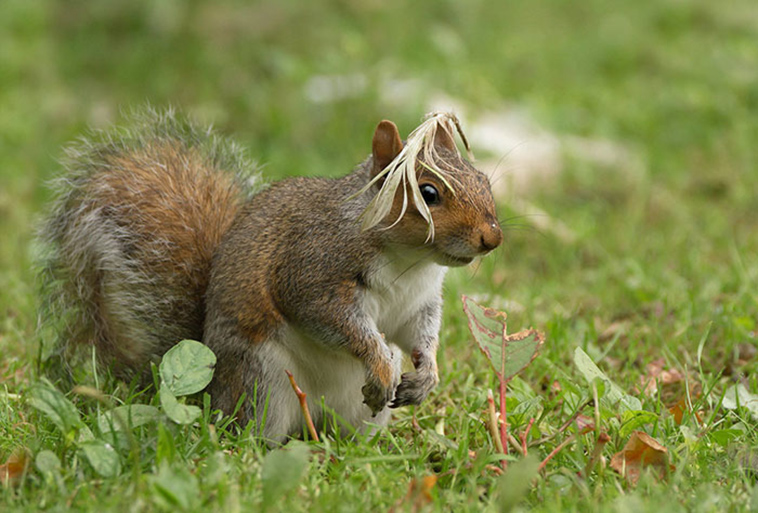 funny animals pics comedy-wildlife photography awards