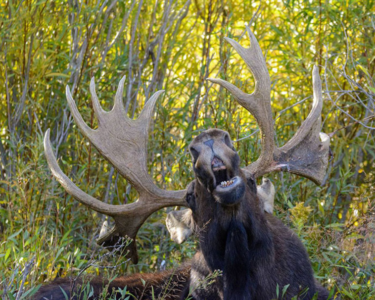 funny animals pics comedy-wildlife photography awards
