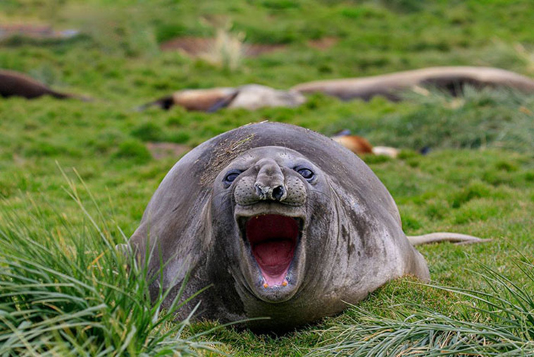 funny animals pics comedy-wildlife photography awards
