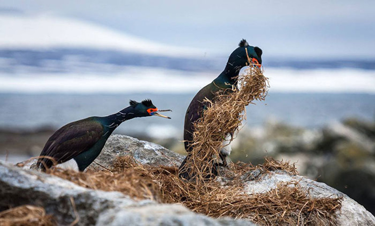funny animals pics comedy-wildlife photography awards