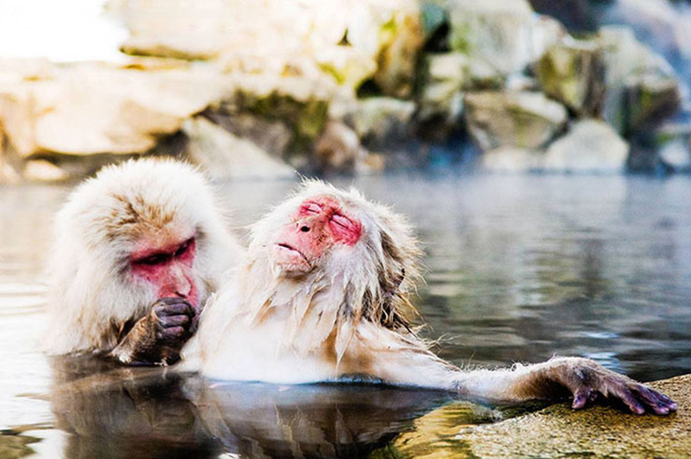 funny animals pics comedy-wildlife photography awards