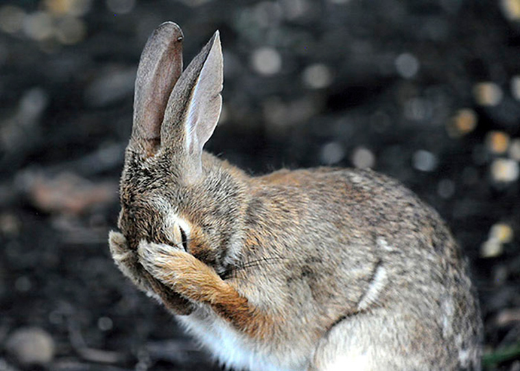 funny animals pics comedy-wildlife photography awards