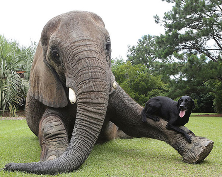 unusual animal friendships