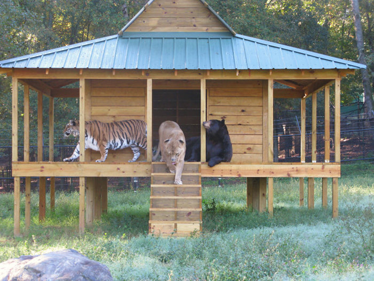 unusual animal friendships
