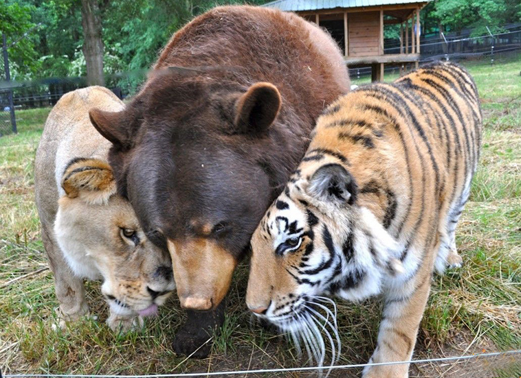 unusual animal friendships