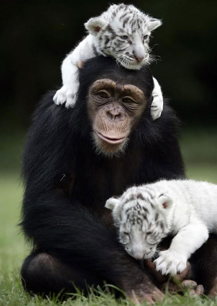 unusual animal friendships