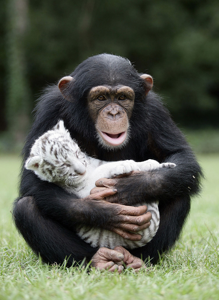 unusual animal friendships