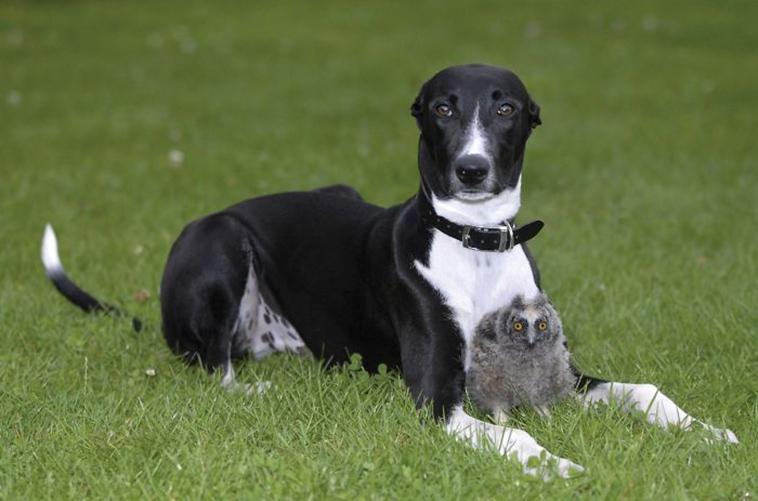 unusual animal friendships