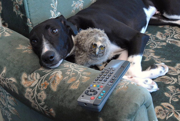 unusual animal friendships