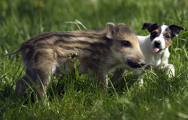 unusual animal friendships