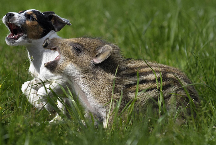 unusual animal friendships
