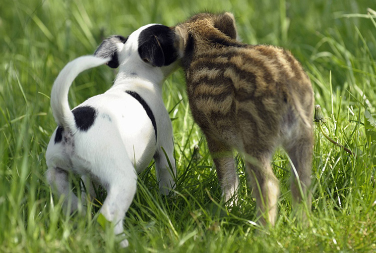 unusual animal friendships