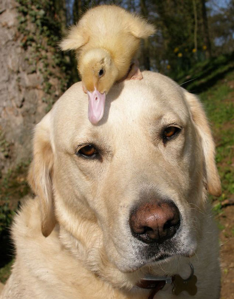 unusual animal friendships