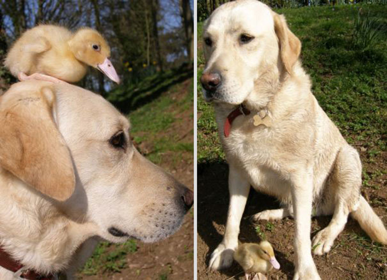 unusual animal friendships