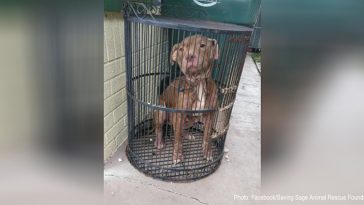 Pit Bull birdie rescue