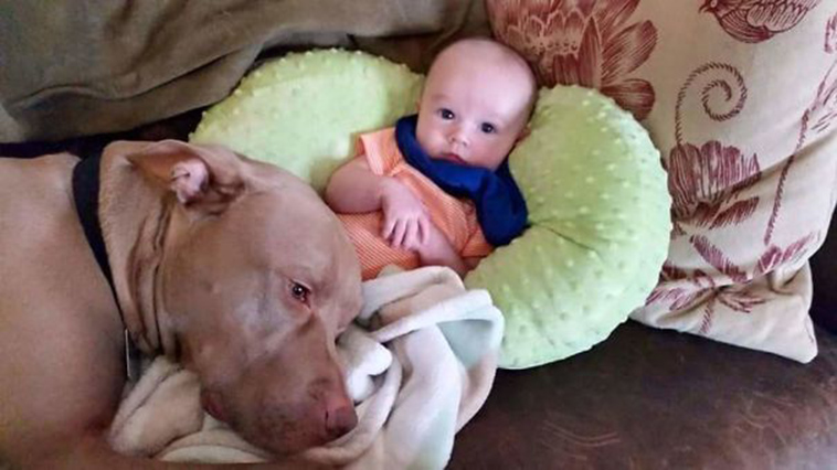 adorable kids dogs friendship