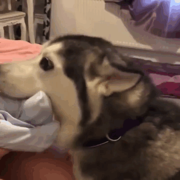 adorable kids dogs friendship