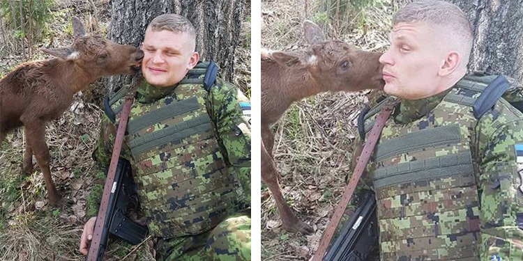 Estonian Soldier Saved a Baby Moose