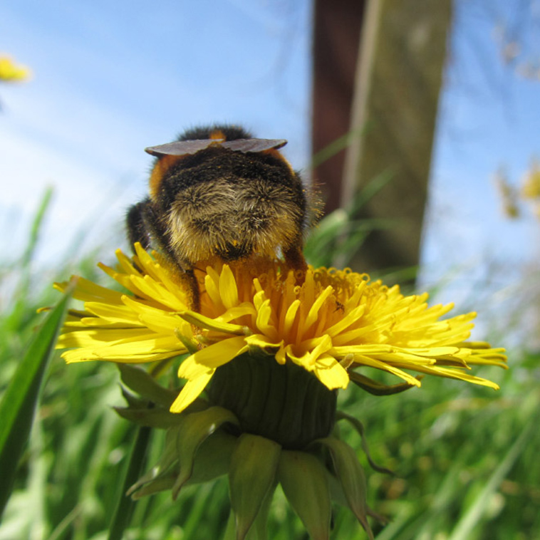 cute bumblebee butt