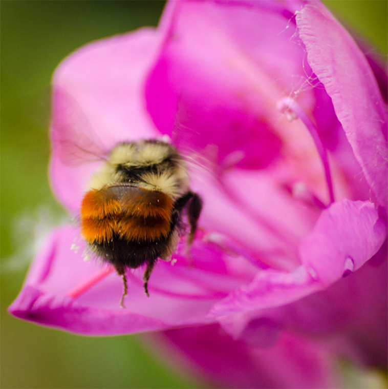 cute bumblebee butt