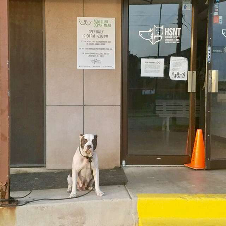 dog-abandoned-outside-texas-shelter