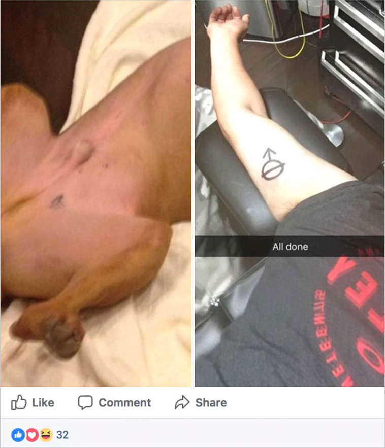 dog tattoo neutered