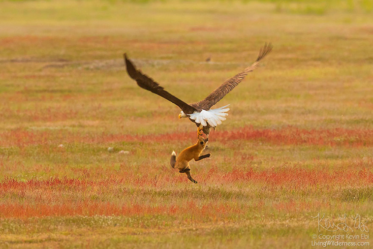 eagle fox fighting over rabbit