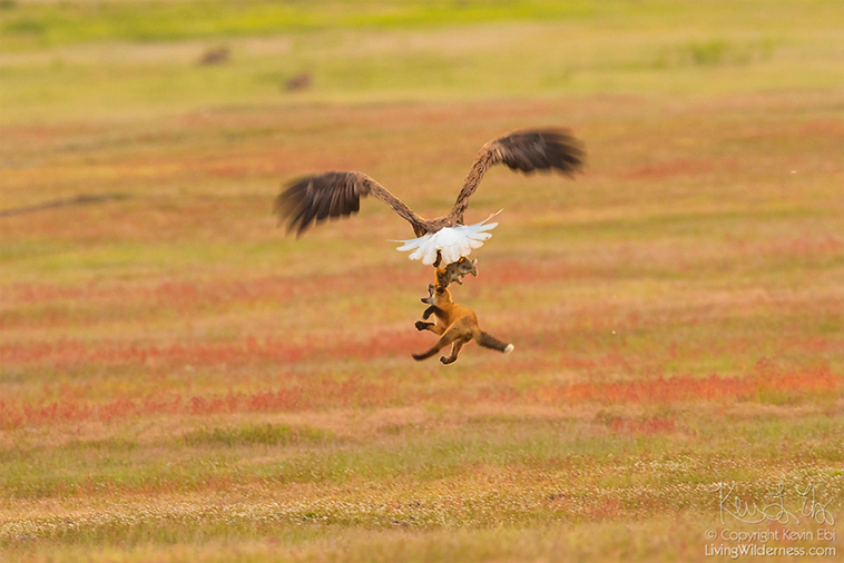 eagle fox fighting over rabbit