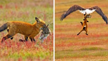 eagle fox fighting over rabbit