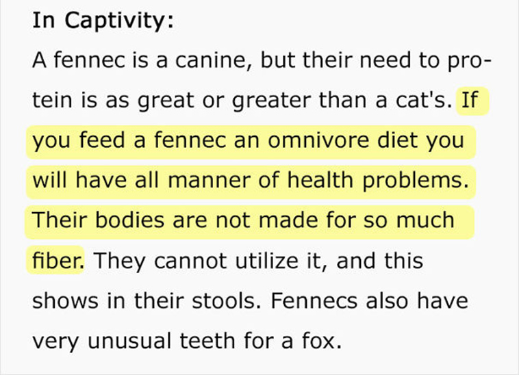 fennec fox vegan diet animal abuse