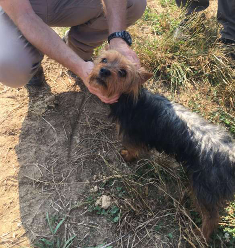 loyal-dog-protects-missing-missouri-girl