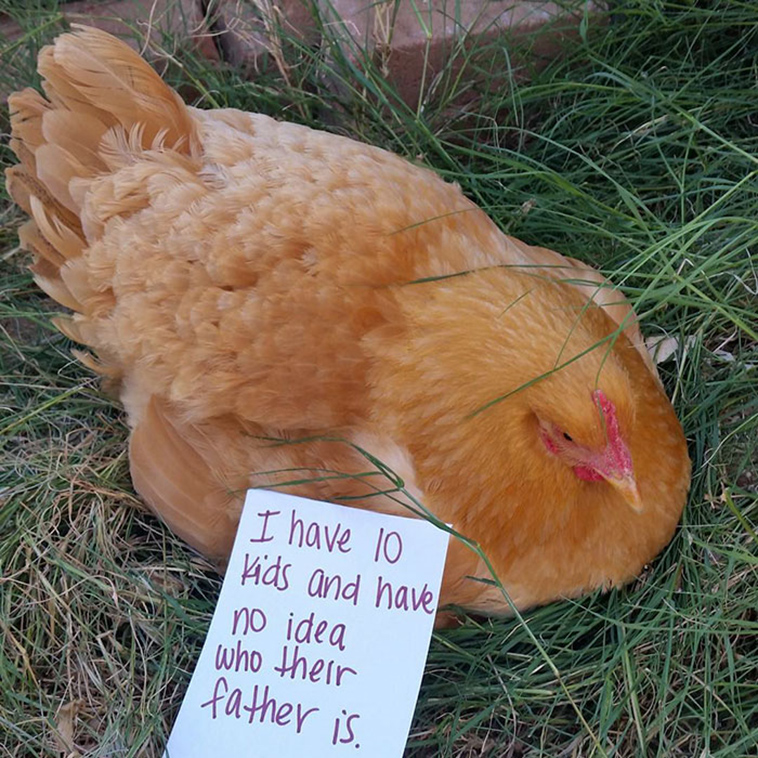 misbehaving-funny-chickens