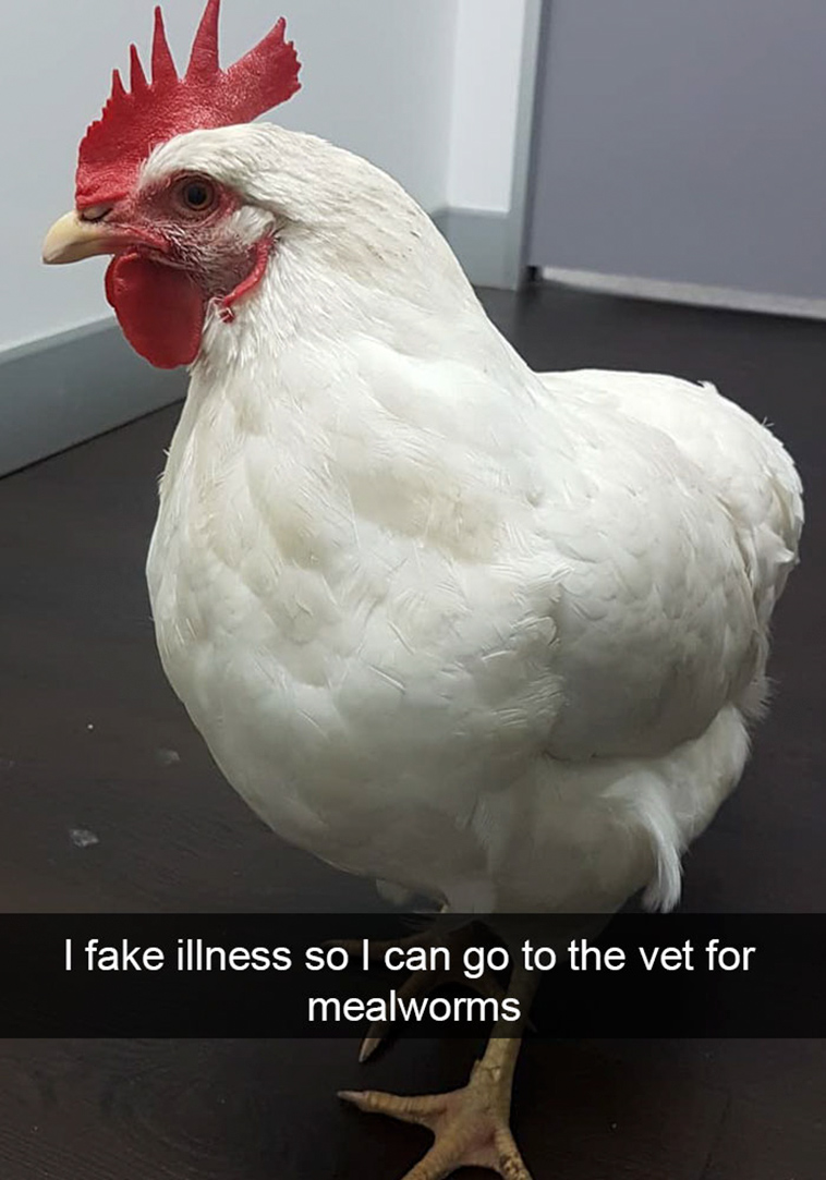 misbehaving-funny-chickens