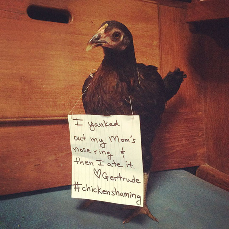 misbehaving-funny-chickens