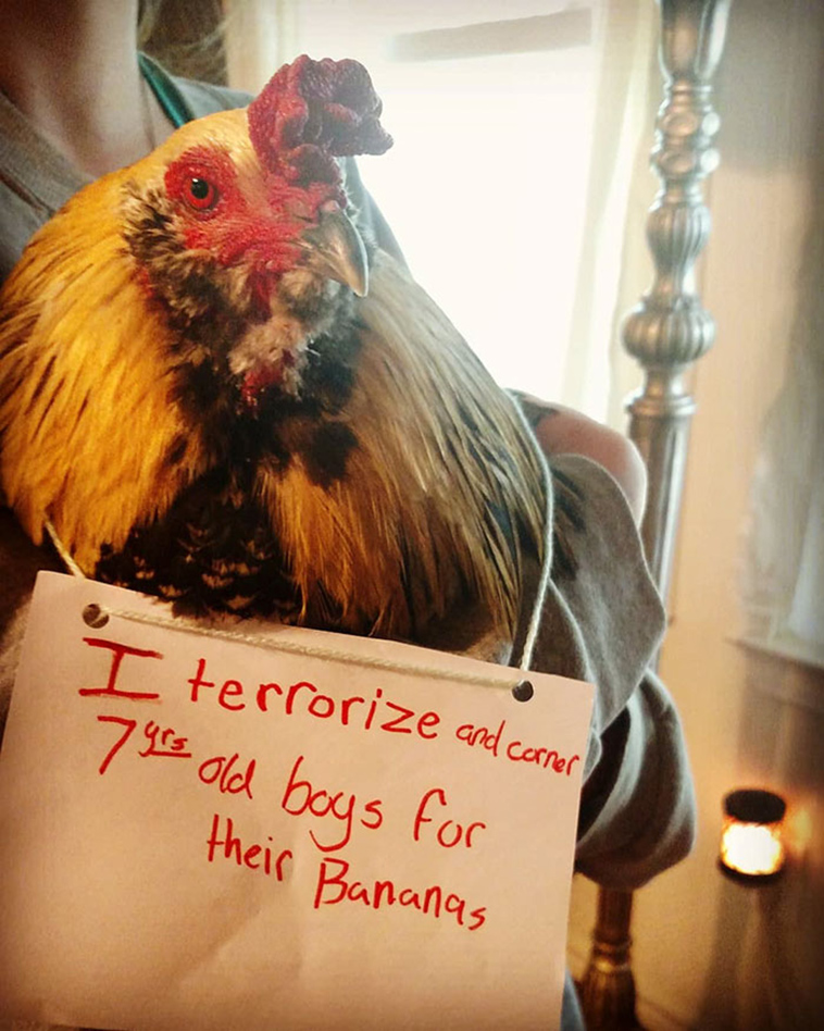 misbehaving-funny-chickens