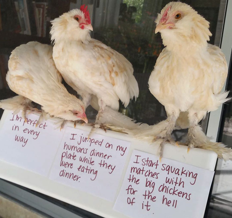 misbehaving-funny-chickens