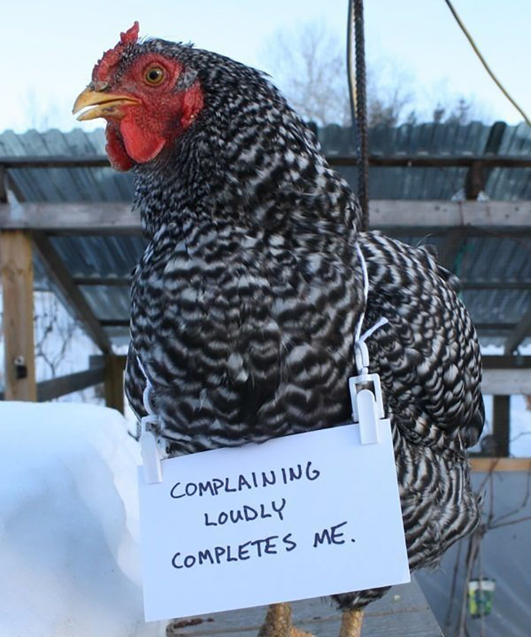 misbehaving-funny-chickens