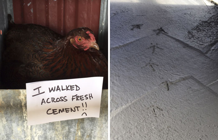 misbehaving-funny-chickens