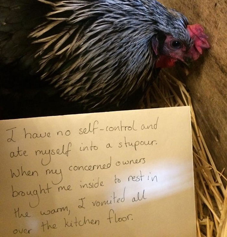 misbehaving-funny-chickens