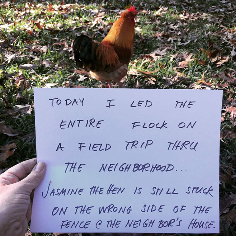 misbehaving-funny-chickens