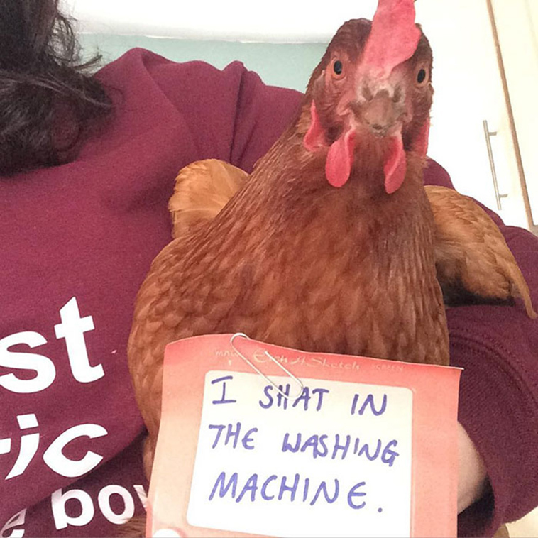 misbehaving-funny-chickens