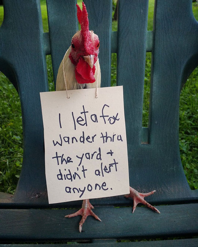misbehaving-funny-chickens