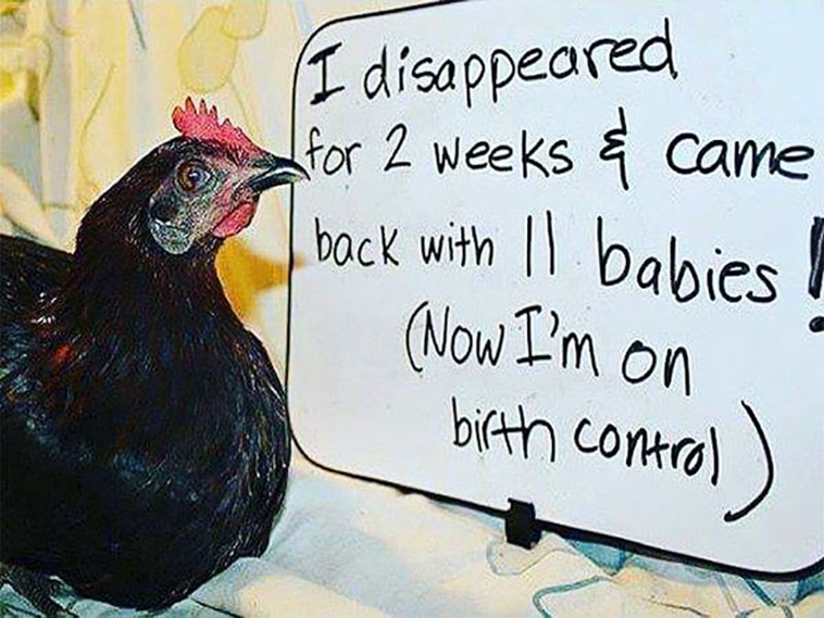misbehaving-funny-chickens