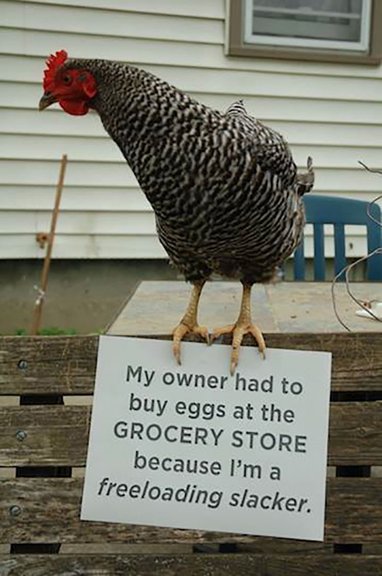 misbehaving-funny-chickens