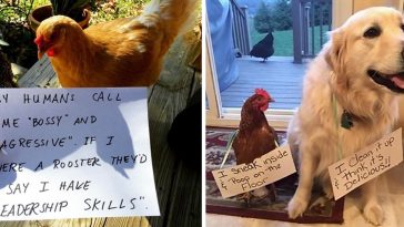 misbehaving-funny-chickens