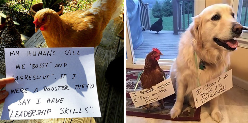 misbehaving-funny-chickens