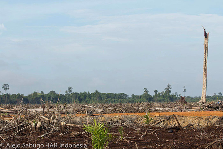 orangutan fighting against a bulldozer