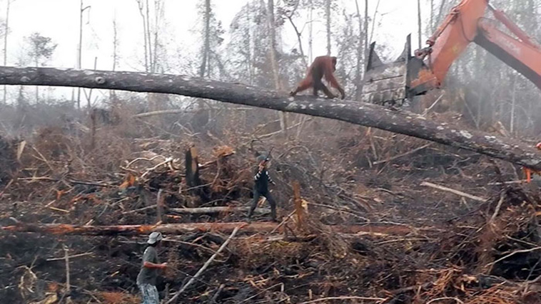 orangutan fighting against a bulldozer