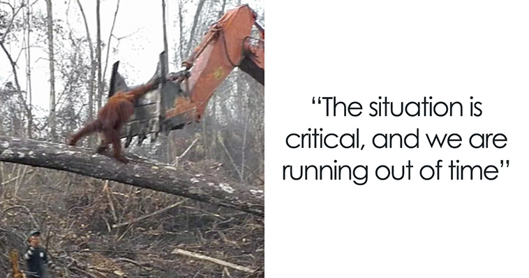 orangutan fighting against a bulldozer